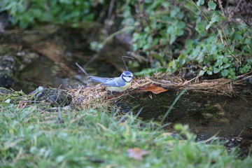 aves varias 