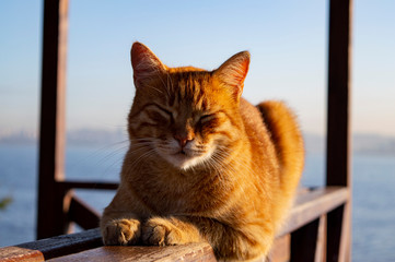 Ginger cat on park bench next to lake