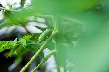 Fototapeta na wymiar papaya tree