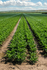 Fototapeta na wymiar Plantations with celery in the field. Industrial growing celery in rows.