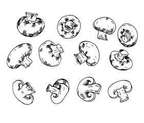 Champignon set in line art style.