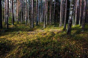 Autumn in a pine forest. Coniferous trees, green moss. It’s sunny.