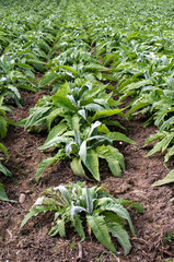 Artichoke industrial plantation.