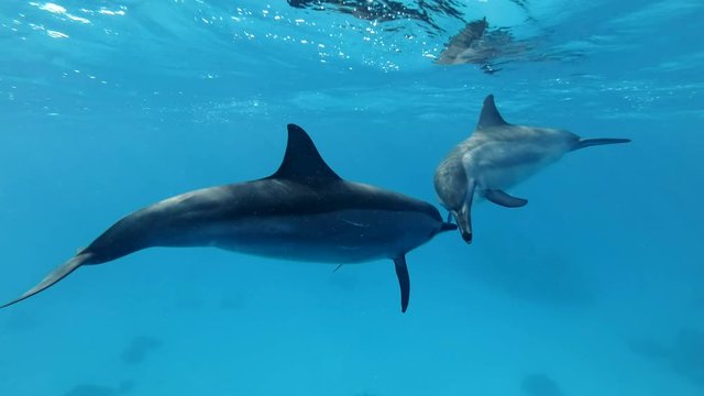 Two dolphins greet each other by blowing bubbles and touching their noses. Animals communication in the wildlife. Slow motion, Closeup, Underwater shot. Spinner Dolphin (Stenella longirostris) 