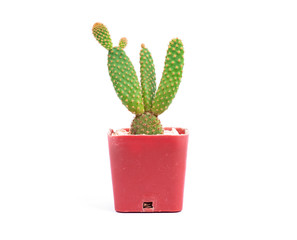 Cactus in a flower pot, isolated on a white background