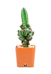 Cactus in a flower pot, isolated on a white background