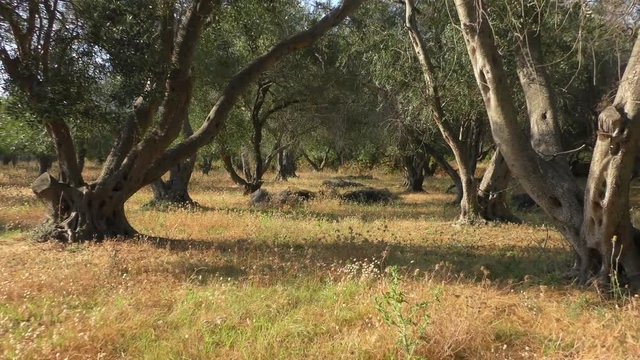 Olive grove on the island of Corfu, Greece. Hot Summer. Olives ripen. Network for harvesting lie under the trees.