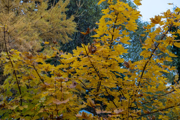 Autumn has come, autumn is here. Yellow, crimson and colorful leaves on the branches of trees and shrubs. Bright, unusual colors of the leaves against the sky. Day, overcast, windy.