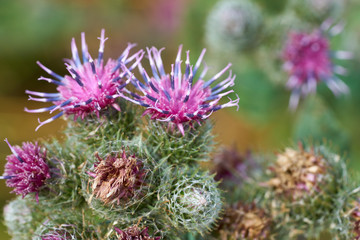 Close up of a pink woolly burdock