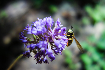 Bee pollination on a purple flower