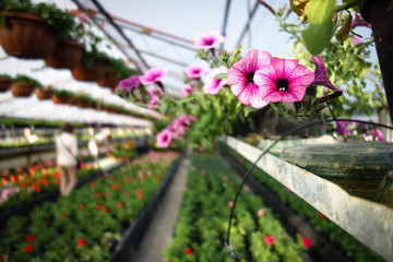 flowers in pots in a greenhouse