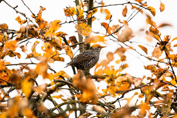 Bird enjoying autumn vibes on tree
