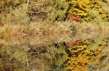 Herbst am Bettenauer Weiher, Ostschweiz