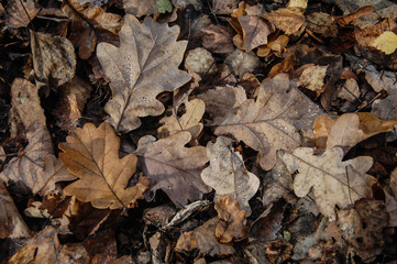 background texture fallen oak leaves