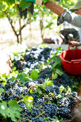 Workers picking red grapes.