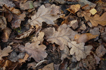 background texture fallen oak leaves