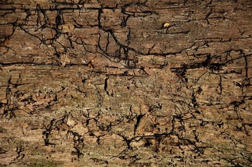 Fototapeta premium old wood texture