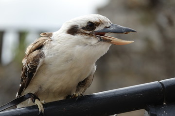 Martin Chasseur Géant d'Australie