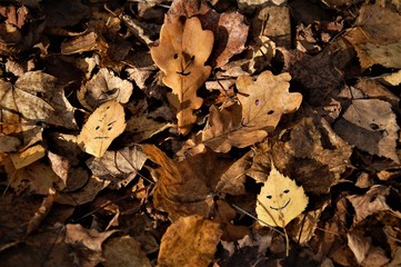 yellow fallen autumn leaves with painted smiles