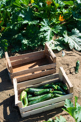 Picking zucchini in industrial farm. Wooden crates with zucchini on the field.