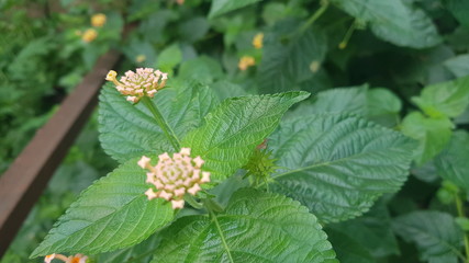 Lantana camara plant blossom in agriculture field