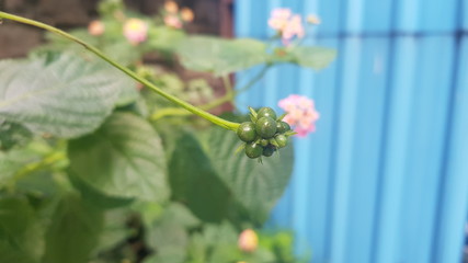 Lantana camara plant blossom in agriculture field