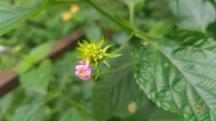 Lantana camara plant blossom in agriculture field