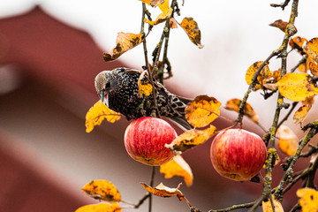 Bird enjoying autumn vibes on tree