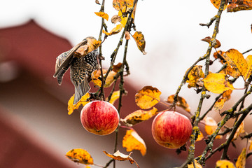 Bird enjoying autumn vibes on tree