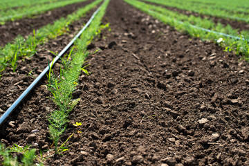 Fennel plantation. Growing fennel