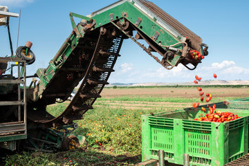 Machine with transport line for picking tomatoes on the field. Tractor harvester harvest tomatoes.