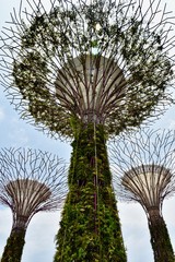 Fototapeta premium Three supertrees at Gardens by the Bay in Singapore