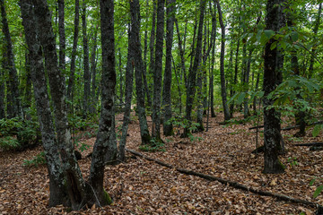 Chestnut forest in Montanchez.