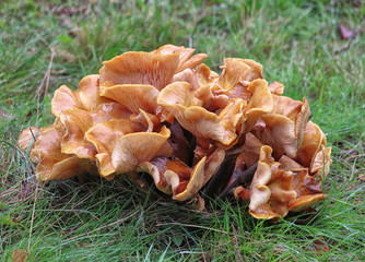 Parasol Mushroom (Macrolepiota Procera)
