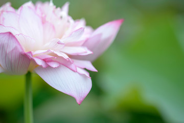 Obraz na płótnie Canvas Abstract background of pink lotus 