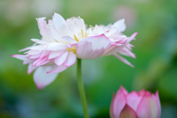 Obraz na płótnie Canvas close up beautiful lotus flower
