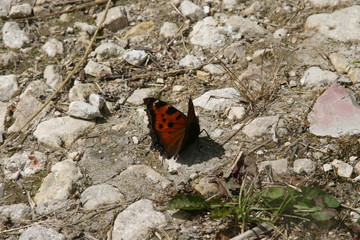 A butterfly from the Nymphalidae family, an Aglais species, walks along a rocky road in the countryside.