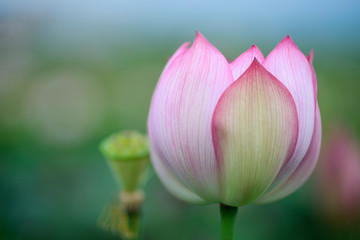 Obraz na płótnie Canvas Lotus bud close up