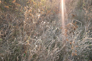  ray of sunlight on plants