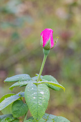 A beautiful roses after rain