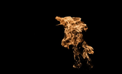 The fire in the form of dogs or wolf.  Fire flames on black background.