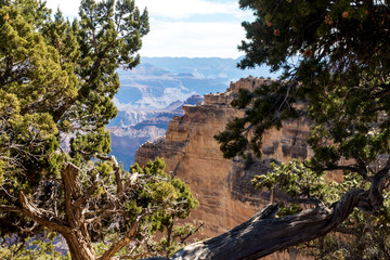Pinion tree frames the view of the Grand Canyon