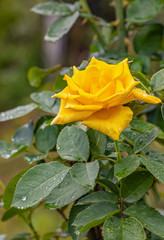 A beautiful roses after rain