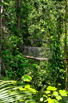 Suspended bridges at top of the trees in Parc Des Mamelles, Guadeloupe Zoo, in the middle of the rainforest on Chemin de la Retraite, Bouillante. Basse Terre in Guadeloupe Island, French Caribbean.