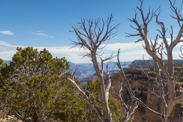 Trees hanging on the Gtand Canyon south rim