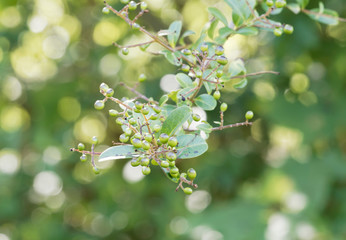 Feuilles lancéolées sur des tiges dressées de troène commun (Ligustrum vulgare) garni de baies vertes immatures