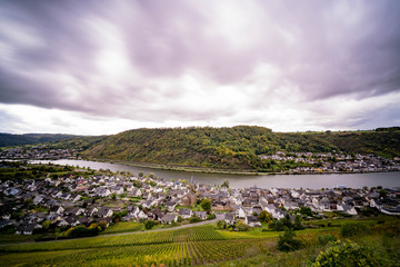 Fototapeta premium Rebhänge an der Moselschleife