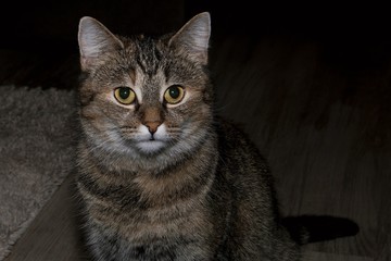 Portrait of grey cat.