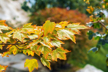 yellow maple leaves on an autumn day