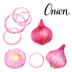 Red Onion bulb, watercolor vegetable illustration on white background